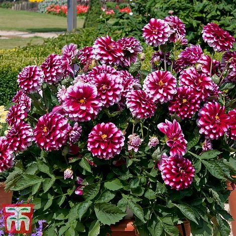 Dahlia 'Dalina Salinas' (The Windmill Dahlia) 3 Dahlia 'Dalina Salinas' (The Windmill Dahlia)