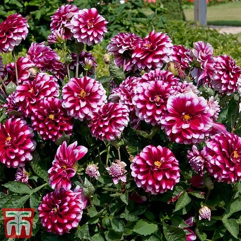 Dahlia 'Dalina Salinas' (The Windmill Dahlia) 4 Dahlia 'Dalina Salinas' (The Windmill Dahlia) - Image 2