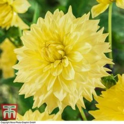 Dahlia 'Dinner Plate' Collection 11 Dahlia 'Dinner Plate' Collection -Outlet Hompson-morgan Store DAHL WKB4101 C