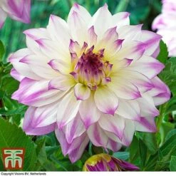 Dahlia 'Dinner Plate' Collection 14 Dahlia 'Dinner Plate' Collection -Outlet Hompson-morgan Store DAHL WKB4101 F