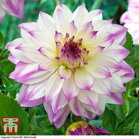 Dahlia 'Dinner Plate' Collection 8 Dahlia 'Dinner Plate' Collection - Image 6