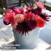 Dahlia 'Autumn Shades Mix' -Outlet Hompson-morgan Store DAHL AUTUMNSHA T44253