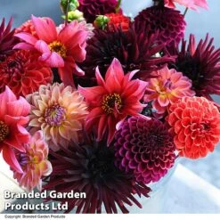 Dahlia 'Autumn Shades Mix' 8 Dahlia 'Autumn Shades Mix' -Outlet Hompson-morgan Store DAHL AUTUMNSHA T44259