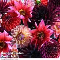 Dahlia 'Autumn Shades Mix' 9 Dahlia 'Autumn Shades Mix' -Outlet Hompson-morgan Store DAHL AUTUMNSHA T44260