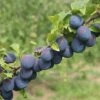 Damson Plum 'Merryweather' -Outlet Hompson-morgan Store DAMS CWW3220 A h