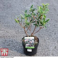 Daphne Odora 'Aureomarginata' -Outlet Hompson-morgan Store DAPH 93696 A