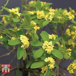 Daphne Gemmata 'Royal Crown'