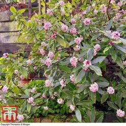 Daphne Odora 'Rogalski' -Outlet Hompson-morgan Store DAPH WKC0234 E