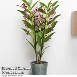Dendrobium Nobile 'Sunny Eye' -Outlet Hompson-morgan Store DEND SUNNYEYE T49610