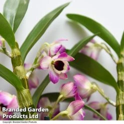 Dendrobium Nobile 'Sunny Eye' -Outlet Hompson-morgan Store DEND SUNNYEYE T49613