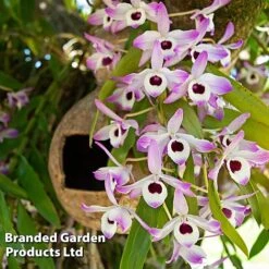 Dendrobium Nobile 'Sunny Eye' -Outlet Hompson-morgan Store DEND SUNNYEYE W48347