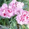 Dianthus Starburst -Outlet Hompson-morgan Store DIAN STARBURST1