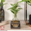 Dracaena Sanderiana 'Victory' In Bottle & Stand -Outlet Hompson-morgan Store DRAC KB3999 A