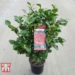 Camellia Japonica 'Doctor King' -Outlet Hompson-morgan Store DRKI 17664 A1