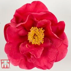 Camellia Japonica 'Doctor King' -Outlet Hompson-morgan Store DRKI 17665 A1