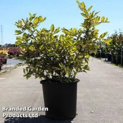Elaeagnus Pungens 'Maculata' -Outlet Hompson-morgan Store ELAE MACULATA S45439