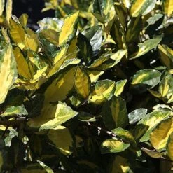 Elaeagnus Pungens 'Maculata' -Outlet Hompson-morgan Store ELAE MACULATA S45440 NOW