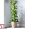 Epipremnum Aureum -Outlet Hompson-morgan Store EPIP TKA2906 A2