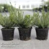 Erica Carnea -Outlet Hompson-morgan Store ERIC CARNEA S45441