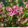 Escallonia 'Apple Blossom' -Outlet Hompson-morgan Store ESCA T58238 C