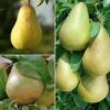 Pear 'Family Pear Tree' -Outlet Hompson-morgan Store FAMI DWW3681 A h