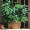 Fatsia Japonica