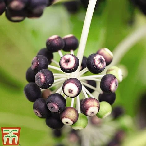 Fatsia Japonica 9 Fatsia Japonica - Image 7