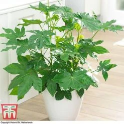 Fatsia Japonica 13 Fatsia Japonica -Outlet Hompson-morgan Store FATS T58117 G