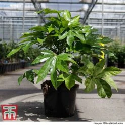Fatsia Japonica 15 Fatsia Japonica -Outlet Hompson-morgan Store FATS T58117 H