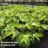 Fatsia 'Camouflage' 1 Fatsia 'Camouflage' -Outlet Hompson-morgan Store FATS CAMOUFLAG S350671