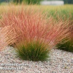 Festuca 'Sunrise' -Outlet Hompson-morgan Store FEST SUNRISE H40759