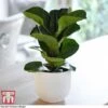 Ficus Lyrata 'Compacta' -Outlet Hompson-morgan Store FIC kb1113 A