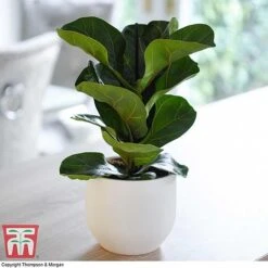 Easy Care Houseplant Collection -Outlet Hompson-morgan Store FIC kb1113 A1