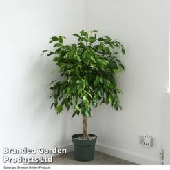 Ficus Benjamina 'Exotica' Braided Stem In Hydro Pot -Outlet Hompson-morgan Store FICU EXOTICABR T50617