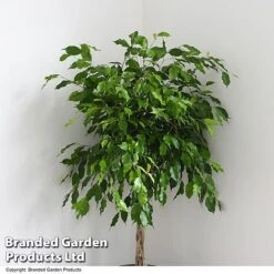 Ficus Benjamina 'Exotica' Braided Stem In Hydro Pot -Outlet Hompson-morgan Store FICU EXOTICABR T50618