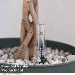 Ficus Benjamina 'Exotica' Braided Stem In Hydro Pot -Outlet Hompson-morgan Store FICU EXOTICABR T50621