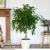 Ficus Benjamina 'Exotica' Braided Stem In Hydro Pot -Outlet Hompson-morgan Store FICU EXOTICABR T50754