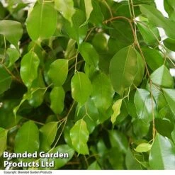 Ficus Benjamina 'Exotica' Braided Stem In Hydro Pot -Outlet Hompson-morgan Store FICU EXOTICABR T50755