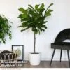 Ficus Lyrata In Hydro Pot -Outlet Hompson-morgan Store FICU LYRATA T50763