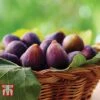 Fig 'Violette De Bordeaux' -Outlet Hompson-morgan Store FIG DWW4608 B