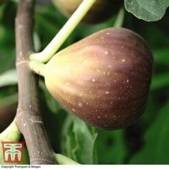 Outlet Hompson-morgan Store -Outlet Hompson-morgan Store FIG KC5984 A