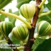 Fig 'Panachee' -Outlet Hompson-morgan Store FIGPANACHEE KC5371 A