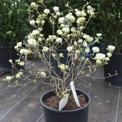 Fothergilla Major -Outlet Hompson-morgan Store FOTH T62045 B h