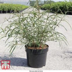 Rhamnus Frangula 'Asplenifolia' -Outlet Hompson-morgan Store FRAN T66222 D