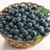 Blueberry 'Rubel' -Outlet Hompson-morgan Store FRBLU16886