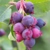 Saskatoon Berry -Outlet Hompson-morgan Store FRSAS34423