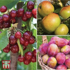 Favourite Fruit Tree Collection -Outlet Hompson-morgan Store FRUI KA7999 AA NOW