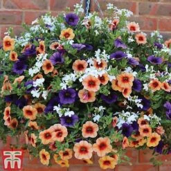 Fruit Salad Pre-Planted Basket 7 Fruit Salad Pre-Planted Basket -Outlet Hompson-morgan Store FRUI TKA1211 B1