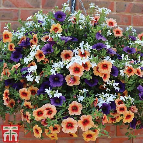 Fruit Salad Pre-Planted Basket 5 Fruit Salad Pre-Planted Basket - Image 3