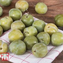 Gage 'Reine Claude D´Oullins' -Outlet Hompson-morgan Store GAGE TKA1901 B